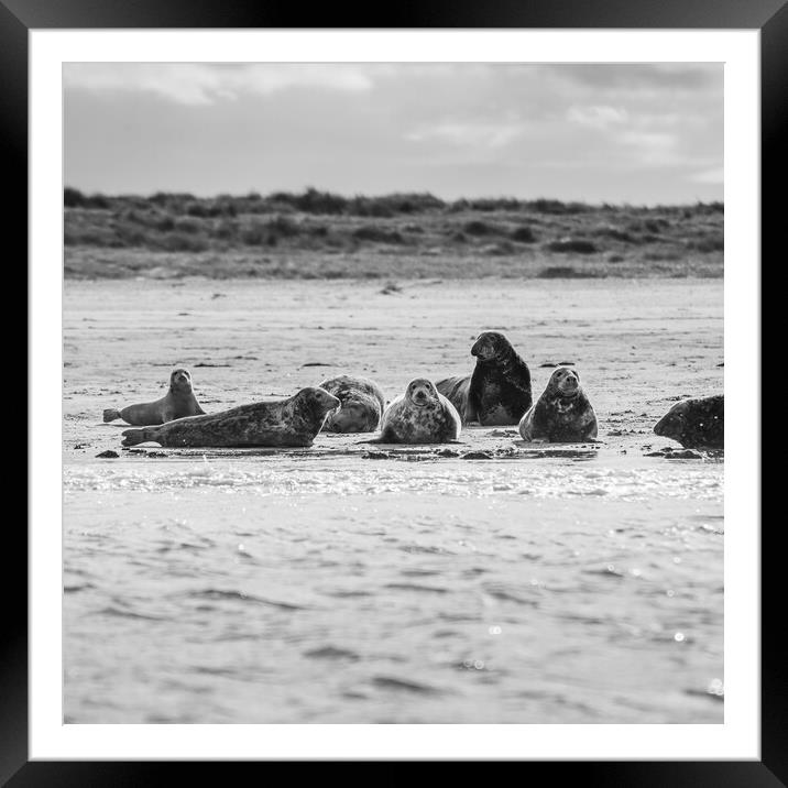 Square crop of grey seals Framed Mounted Print by Jason Wells