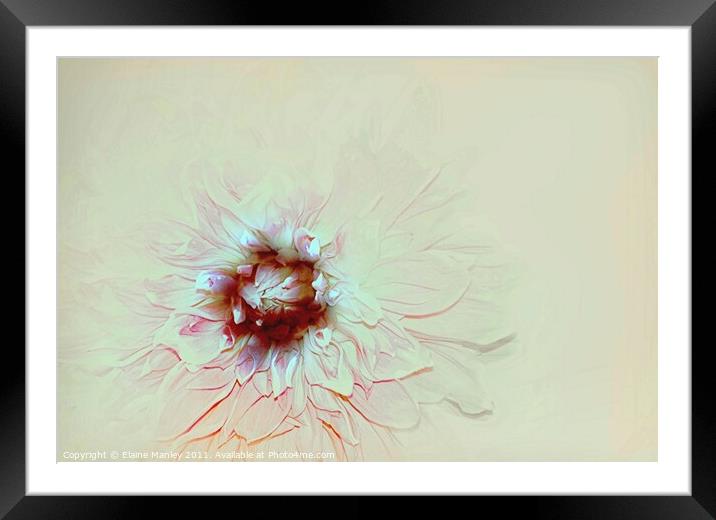 Pastel Flower Framed Mounted Print by Elaine Manley