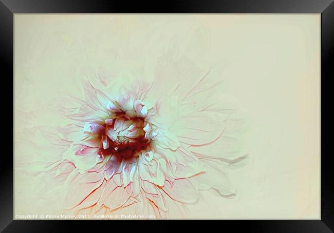 Pastel Flower Framed Print by Elaine Manley