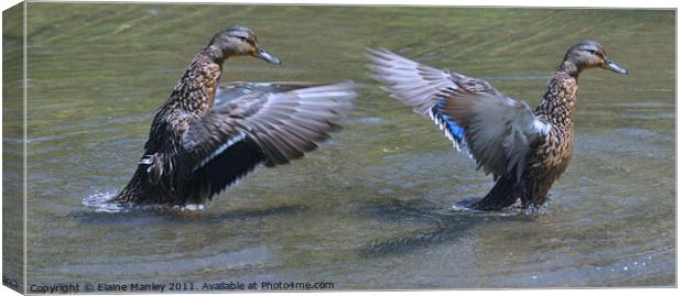 Wing Drying Mallards Canvas Print by Elaine Manley