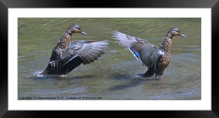 Wing Drying Mallards Framed Mounted Print by Elaine Manley