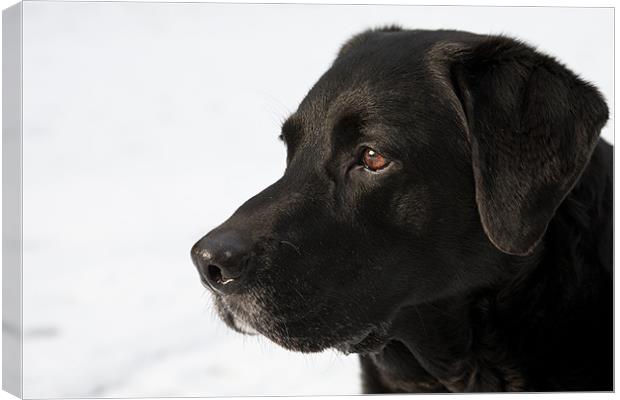 Old Man - Black Labrador Canvas Print by Simon Wrigglesworth