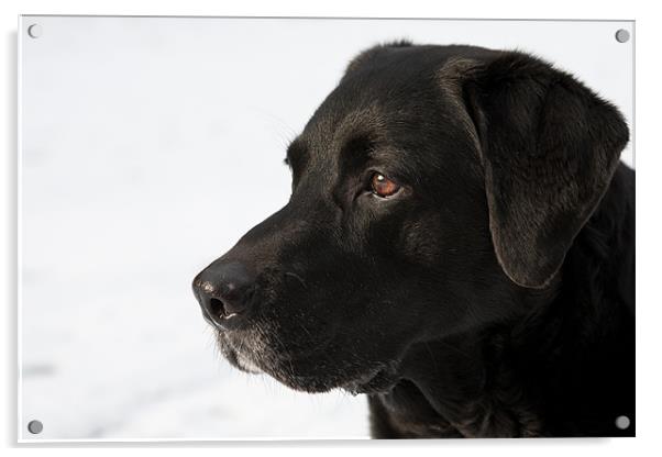 Old Man - Black Labrador Acrylic by Simon Wrigglesworth