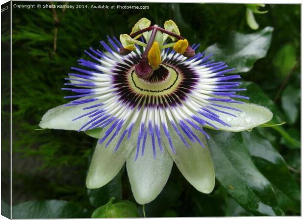 Passionflower Canvas Print by Sheila Ramsey