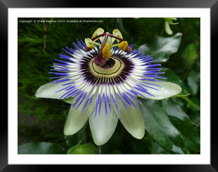 Passionflower Framed Mounted Print by Sheila Ramsey
