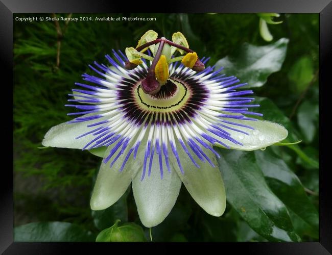 Passionflower Framed Print by Sheila Ramsey