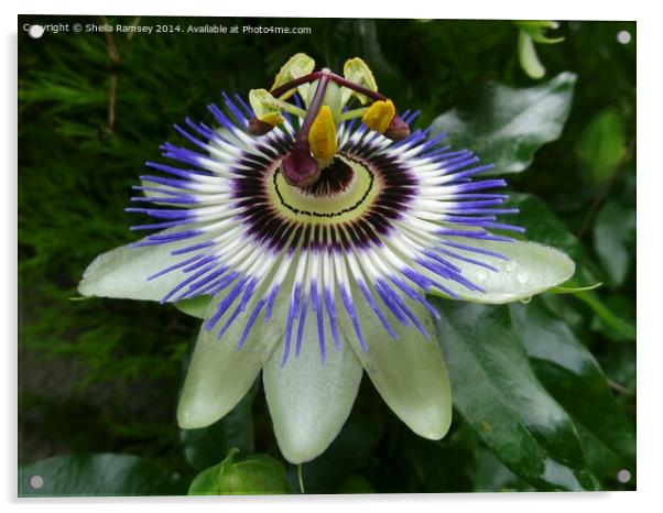 Passionflower Acrylic by Sheila Ramsey