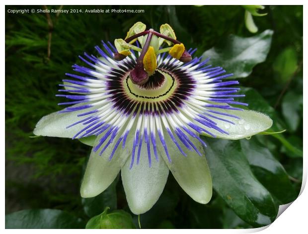 Passionflower Print by Sheila Ramsey