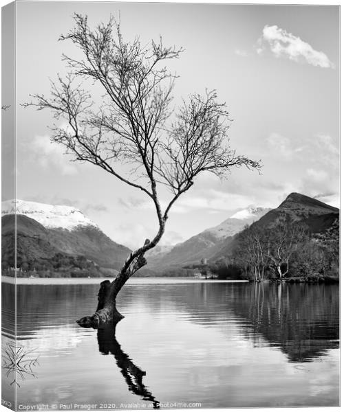 Lonely tree Canvas Print by Paul Praeger