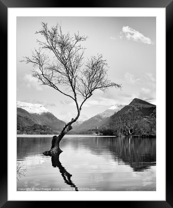Lonely tree Framed Mounted Print by Paul Praeger