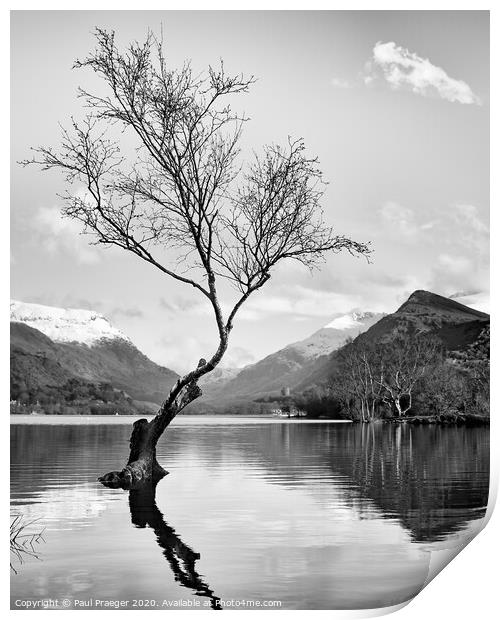 Lonely tree Print by Paul Praeger