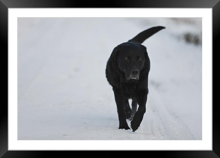Winter Walk - Black Labrador Framed Mounted Print by Simon Wrigglesworth
