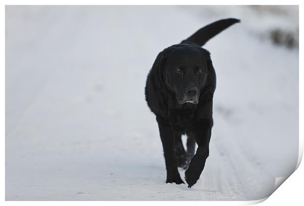 Winter Walk - Black Labrador Print by Simon Wrigglesworth