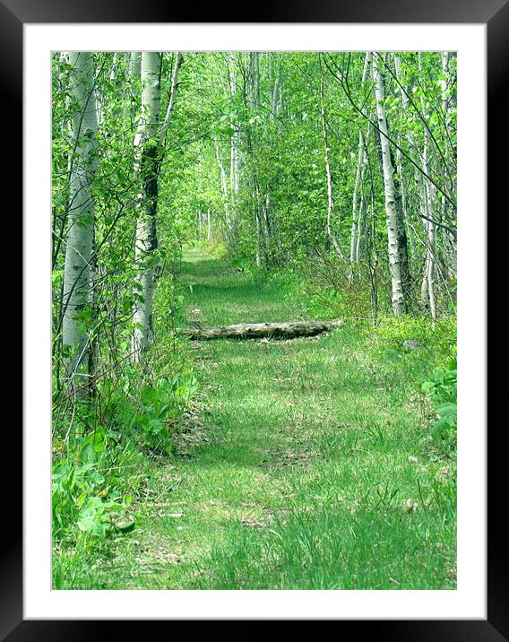 Fallen Log Over Woodland Path Framed Mounted Print by Lisa LeDuc