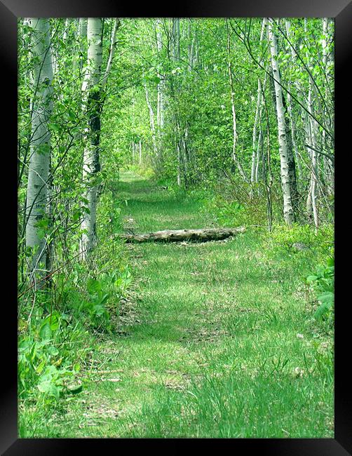Fallen Log Over Woodland Path Framed Print by Lisa LeDuc