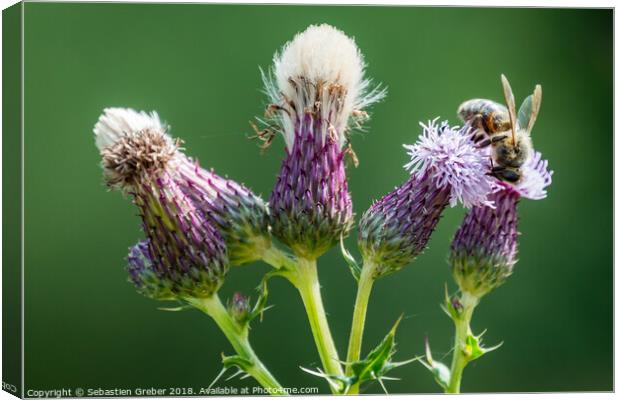 Bee on a Thistle Canvas Print by Sebastien Greber
