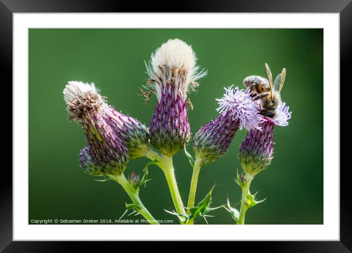 Bee on a Thistle Framed Mounted Print by Sebastien Greber