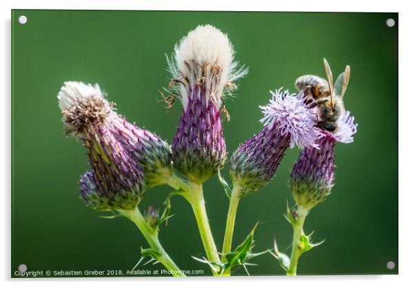Bee on a Thistle Acrylic by Sebastien Greber