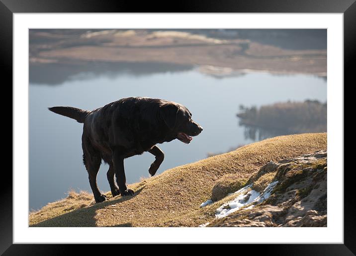 Made it - Black Labrador Framed Mounted Print by Simon Wrigglesworth