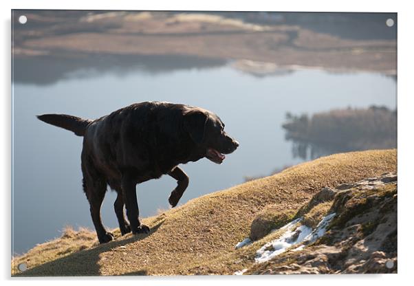 Made it - Black Labrador Acrylic by Simon Wrigglesworth
