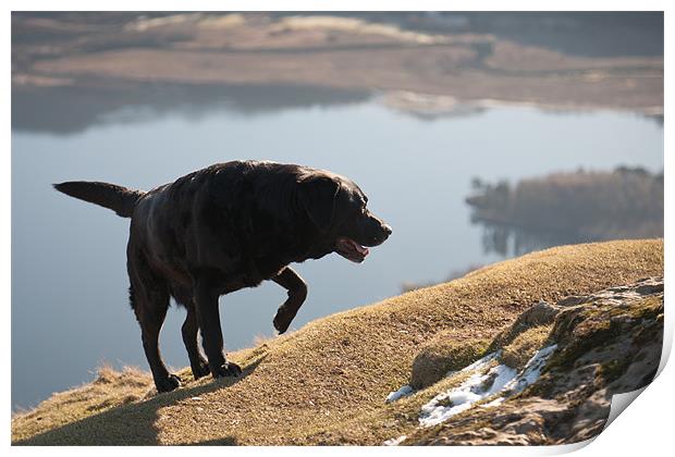 Made it - Black Labrador Print by Simon Wrigglesworth