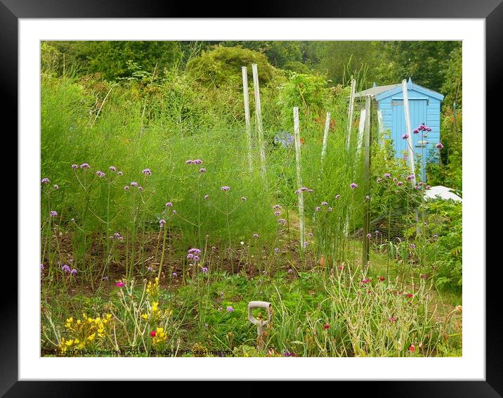 At the allotment Framed Mounted Print by Antoinette B