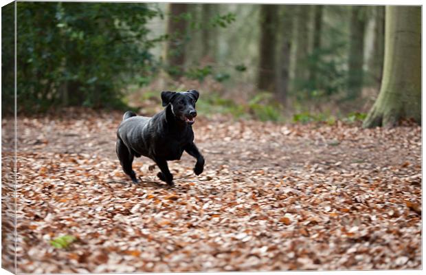 Autumns for chasing! Canvas Print by Simon Wrigglesworth