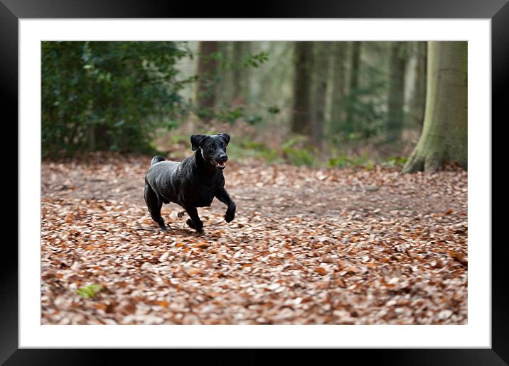 Autumns for chasing! Framed Mounted Print by Simon Wrigglesworth