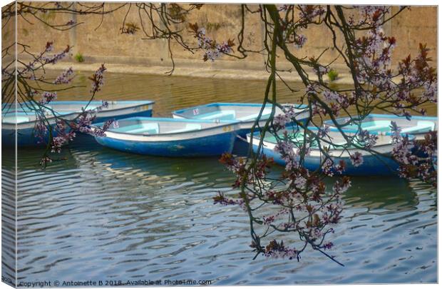 The blue boats and the flowering cherry trees  Canvas Print by Antoinette B
