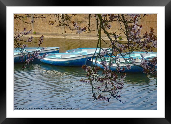 The blue boats and the flowering cherry trees  Framed Mounted Print by Antoinette B