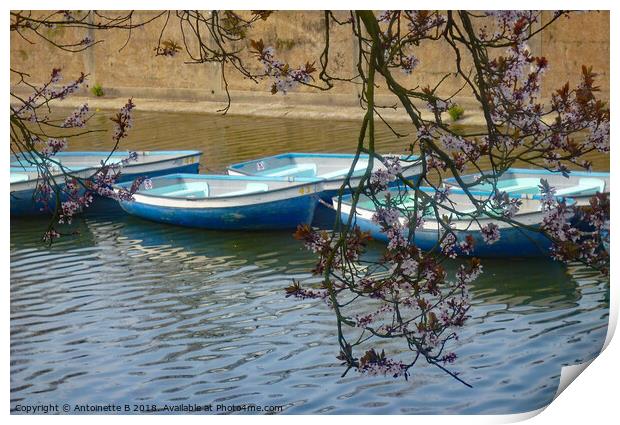 The blue boats and the flowering cherry trees  Print by Antoinette B