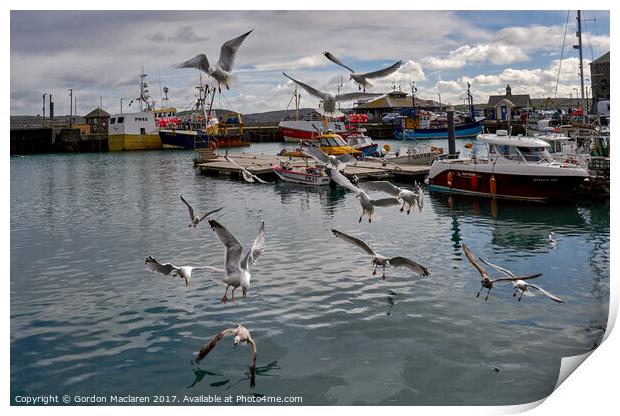 Do Not Feed the Seagulls Print by Gordon Maclaren