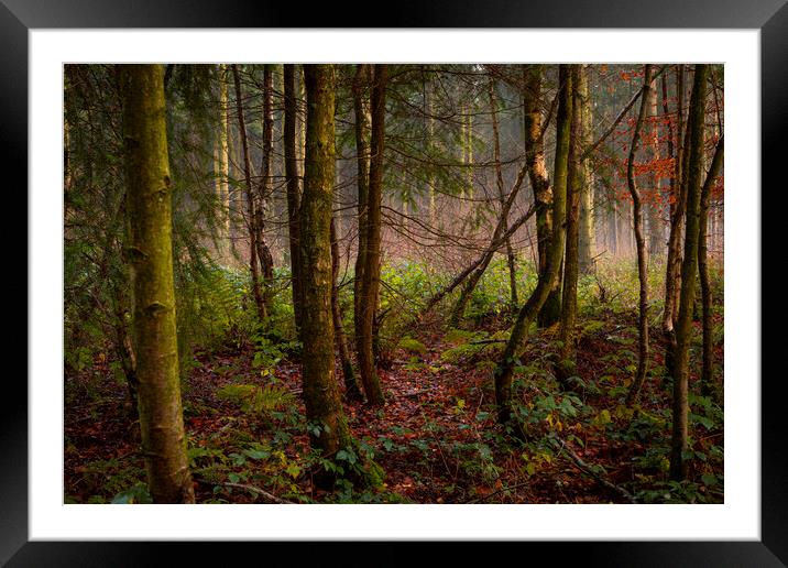 Evening Woodland Framed Mounted Print by David Hare