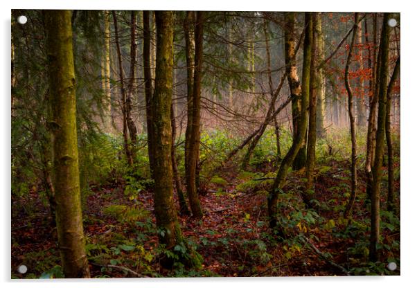 Evening Woodland Acrylic by David Hare