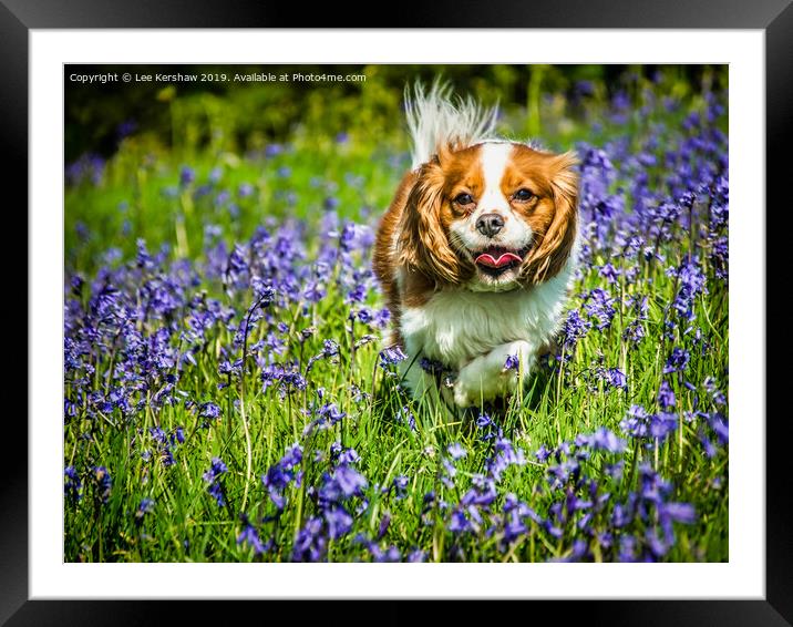 King Charles Spaniel in Spring Framed Mounted Print by Lee Kershaw