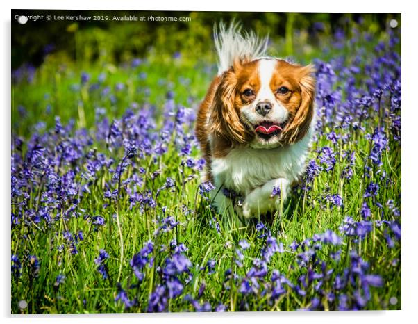 King Charles Spaniel in Spring Acrylic by Lee Kershaw