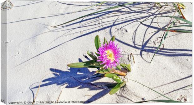 Fraser Island pink beach flower. Canvas Print by Geoff Childs