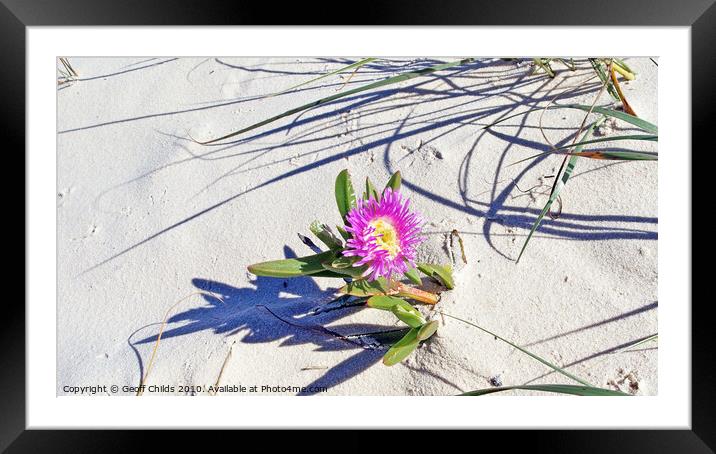 Fraser Island pink beach flower. Framed Mounted Print by Geoff Childs