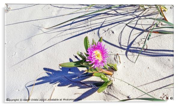 Fraser Island pink beach flower. Acrylic by Geoff Childs