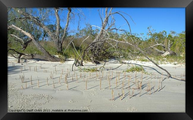 Fraser Island, Mangrove shoots on sandy beach. Framed Print by Geoff Childs