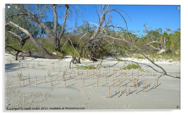 Fraser Island, Mangrove shoots on sandy beach. Acrylic by Geoff Childs