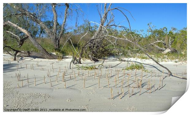 Fraser Island, Mangrove shoots on sandy beach. Print by Geoff Childs