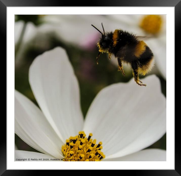 Like a bee to Nectar Framed Mounted Print by Paddy Art