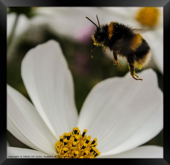 Like a bee to Nectar Framed Print by Paddy Art