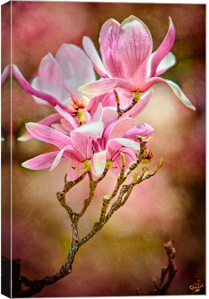 Magnolia Time Canvas Print by Chris Lord