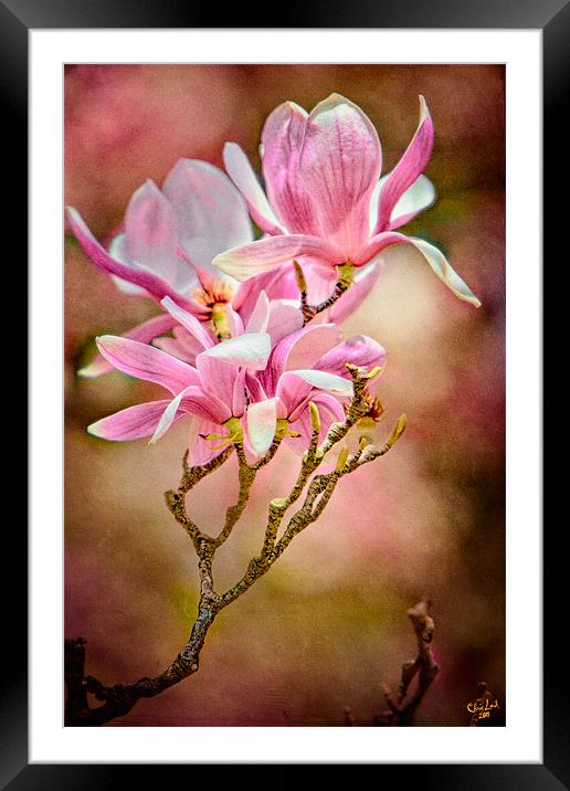 Magnolia Time Framed Mounted Print by Chris Lord
