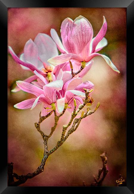 Magnolia Time Framed Print by Chris Lord