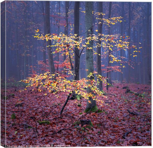 Woodland Colours Canvas Print by Ian Smith