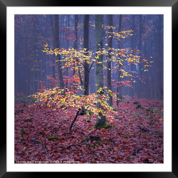 Woodland Colours Framed Mounted Print by Ian Smith