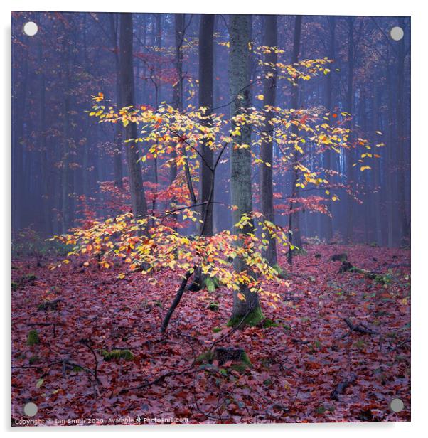 Woodland Colours Acrylic by Ian Smith